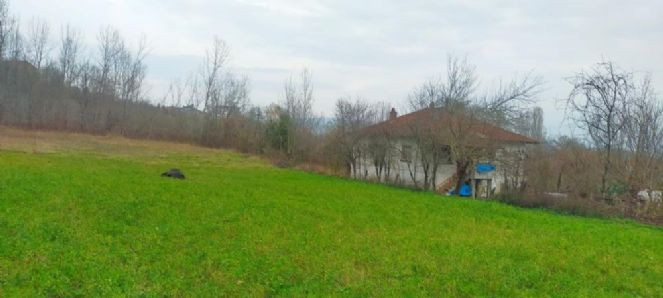 Otlayan gebe manda maganda başından vurarak öldürdü - Resim : 3