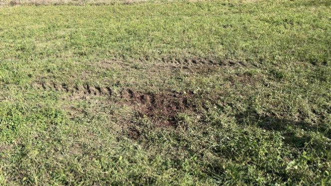 Otlayan gebe manda maganda başından vurarak öldürdü - Resim : 4