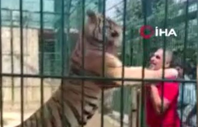 Diyarbakırlı Ahmet aslan ve kaplanla güreşti - Resim : 1