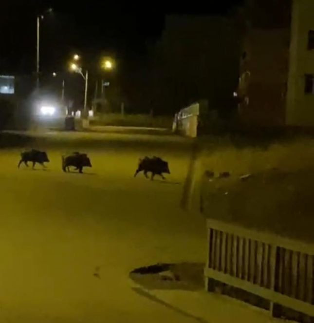 Aşkale'de aç kalan domuzlar ilçe merkezine indi - Resim : 1