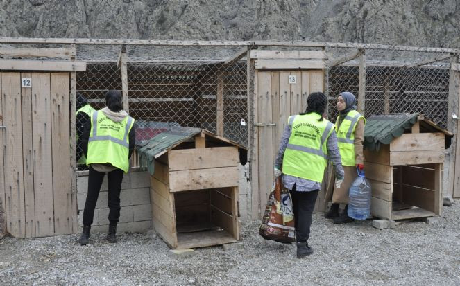 Yusufeli'nde sular altında kalacak yerlerdeki sokak hayvanları tahliye ediliyor - Resim : 2