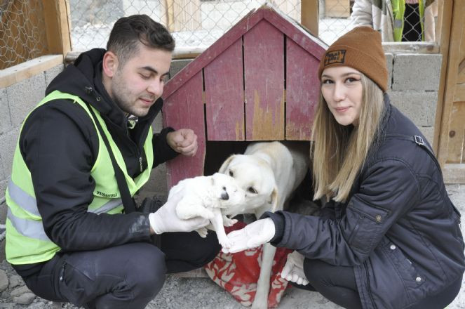 Yusufeli'nde sular altında kalacak yerlerdeki sokak hayvanları tahliye ediliyor - Resim : 4