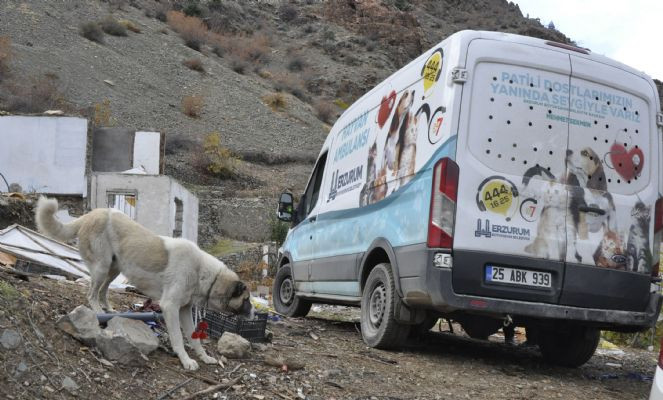 Yusufeli'nde sular altında kalacak yerlerdeki sokak hayvanları tahliye ediliyor - Resim : 6