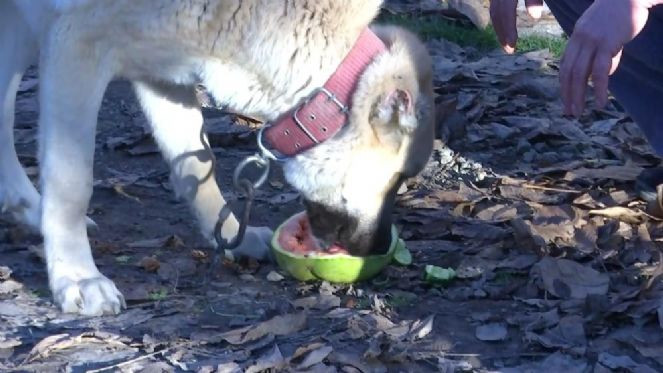 Kurtların kokulu rüyası vejeteryan çıktı - Resim : 4