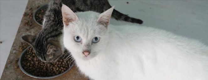 Sahipli ve sahipsiz hayvanların tedavi ve aşılama süreçlerine elektronik güvence - Resim : 1