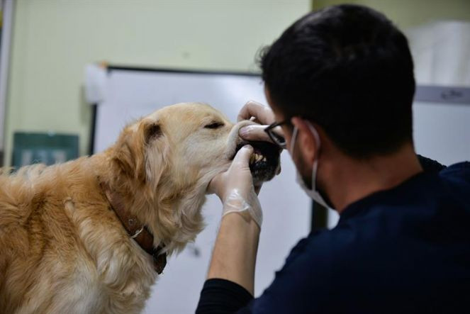 Sahipli ve sahipsiz hayvanların tedavi ve aşılama süreçlerine elektronik güvence - Resim : 2