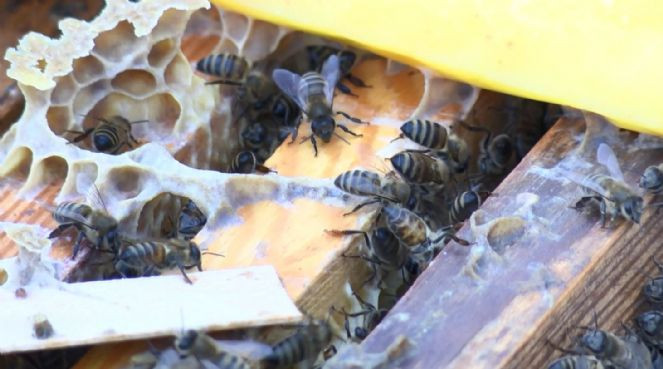 Arıcılardan suç duyurusu - Resim : 5