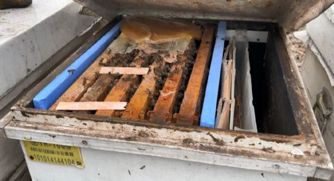 Arıcılardan suç duyurusu - Resim : 6