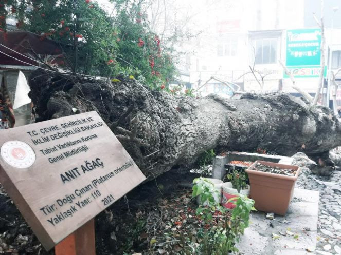 110 yıllık dev çınar devrildi - Resim : 2