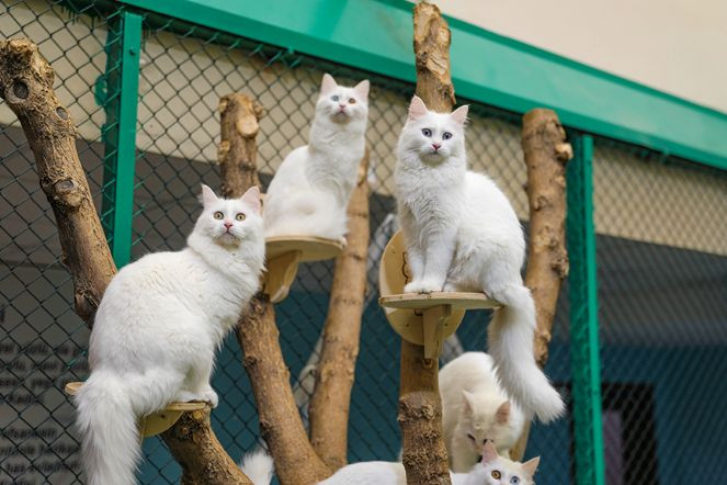 Van kedilerinin nesli korunuyor - Resim : 1