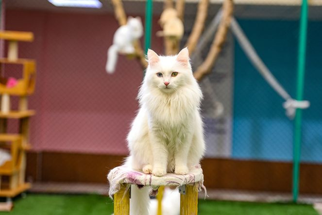 Van kedilerinin nesli korunuyor - Resim : 2