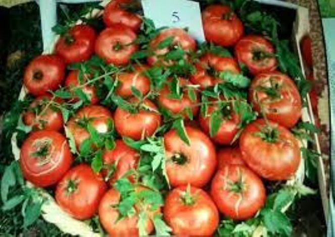 TÜRKPATENT başvurdu. Türkiye’nin 10 lezzeti daha AB yolunda - Resim : 3