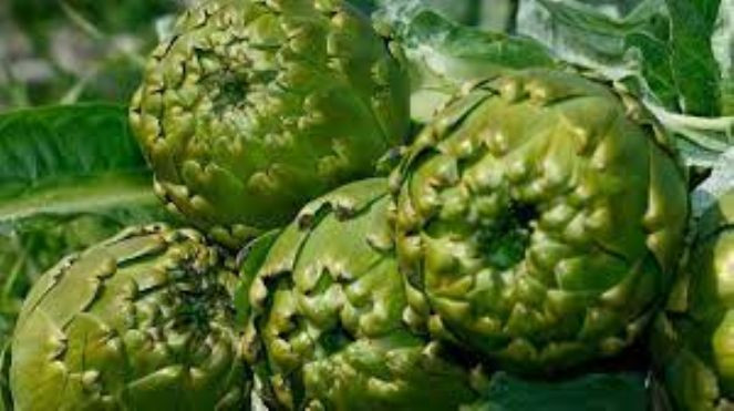 TÜRKPATENT başvurdu. Türkiye’nin 10 lezzeti daha AB yolunda - Resim : 12