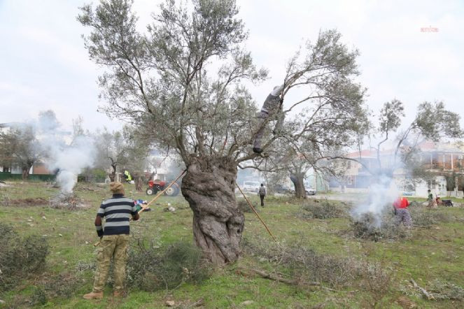 Balıkesir Edremit'te zeytin bereketi - Resim : 1