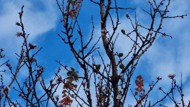 Kayısı ağacı kış ortasında meyve verdi - Resim : 4