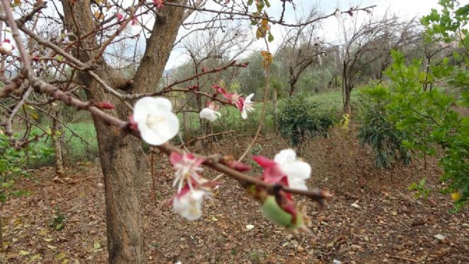 Kayısı ağacı kış ortasında meyve verdi - Resim : 6