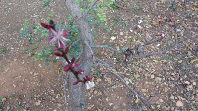 Kayısı ağacı kış ortasında meyve verdi - Resim : 8