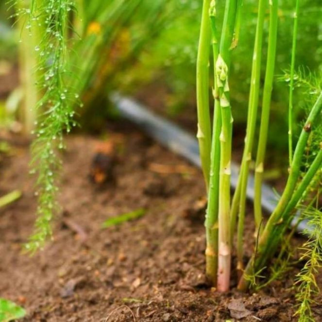 İşte yol kenarında bile bulunan kalp dostu - Resim : 2