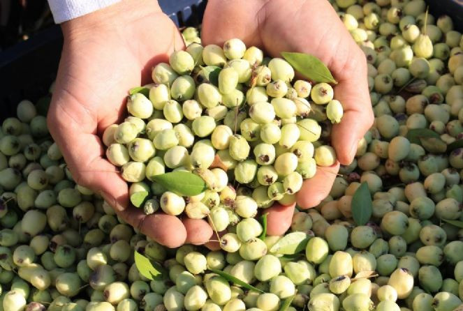 Bir ağaç 200 kilo meyve veriyor kilosu 20 TL'den satılıyor - Resim : 2