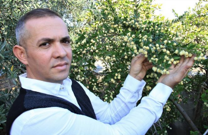 Bir ağaç 200 kilo meyve veriyor kilosu 20 TL'den satılıyor - Resim : 6