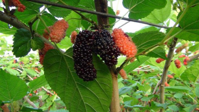 Karadut'un kilo fiyatı "Yok artık" dedirtti - Resim : 5