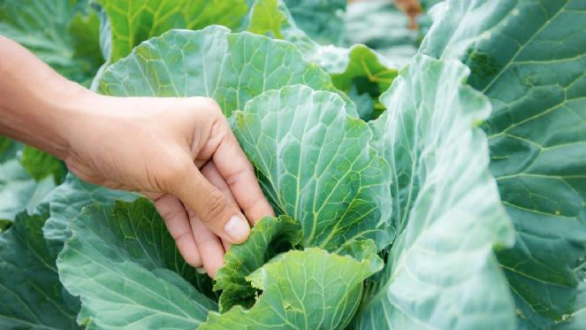 Lahana yapraklarının mucize faydası ortaya çıktı. 1 saat içinde yok ediyor - Resim : 2