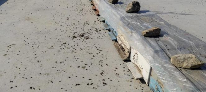 Milyonlarca arı uykusuzluktan öldü - Resim : 4