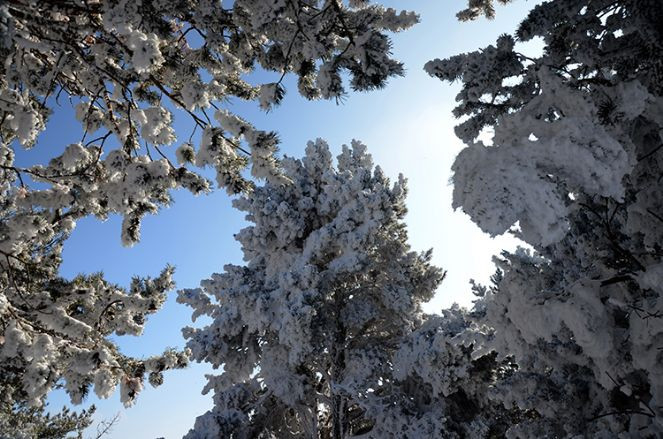 Kars ve Ardahan'da göletler, çeşmeler, kaldırımlar buz tuttu - Resim : 9