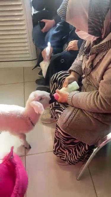 Bir Sağlık Bakanı bunu överek paylaşır mı. Hijyen olması gereken yerde hayvanın işi ne? - Resim : 1