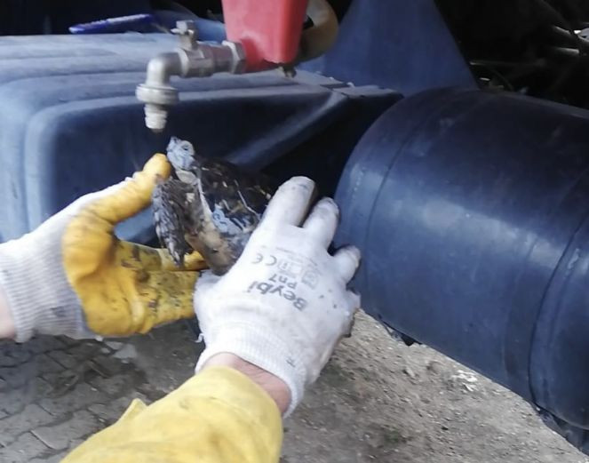 Yangından etkilenen kaplumbağaya itfaiyecilerden can suyu - Resim : 2