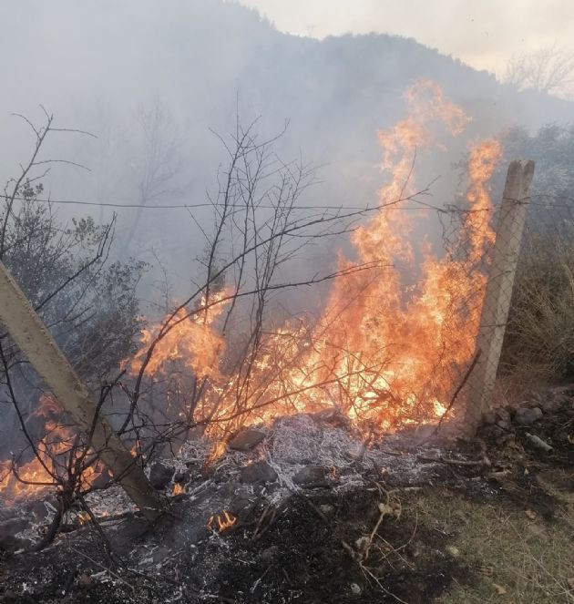 Yangından etkilenen kaplumbağaya itfaiyecilerden can suyu - Resim : 3