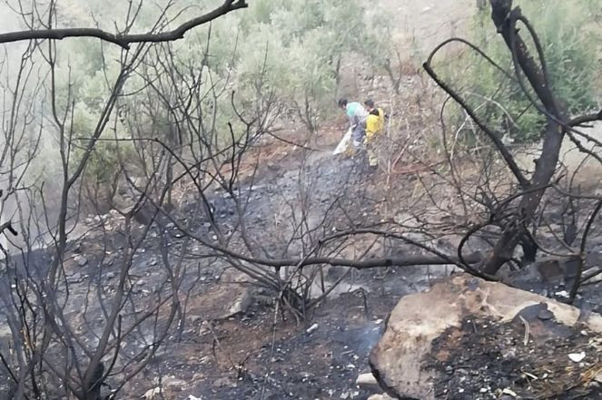 Yangından etkilenen kaplumbağaya itfaiyecilerden can suyu - Resim : 5