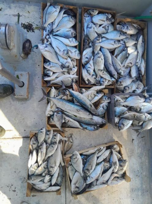 Antalya'da oltasını alan sahile koştu. Sahilde çupra akını - Resim : 8