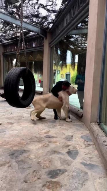 Aslanla kedi gibi oynadı - Resim : 2