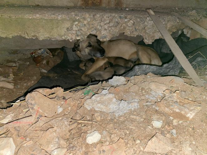 Soğukta yedi yavrusuyla kaldırım kenarına sığınan köpek kurtarıldı - Resim : 1
