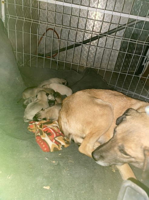 Soğukta yedi yavrusuyla kaldırım kenarına sığınan köpek kurtarıldı - Resim : 2