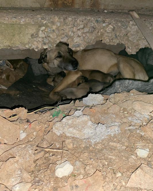 Soğukta yedi yavrusuyla kaldırım kenarına sığınan köpek kurtarıldı - Resim : 4