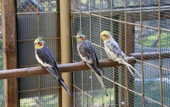 Satışı yasak 26 papağan ile 6 sakaya el koyuldu - Resim : 1