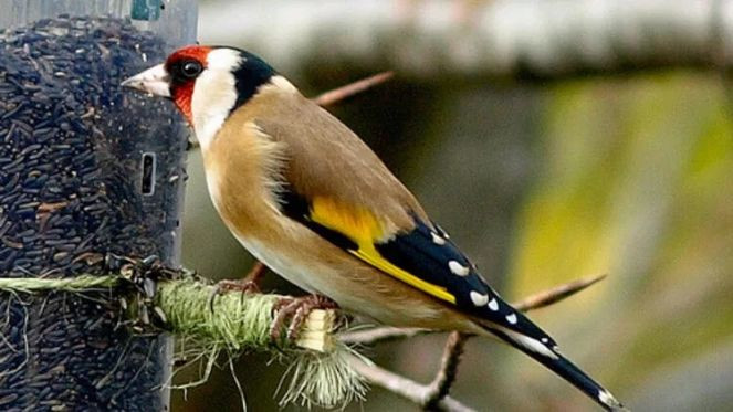 Satışı yasak 26 papağan ile 6 sakaya el koyuldu - Resim : 4