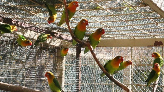 Satışı yasak 26 papağan ile 6 sakaya el koyuldu - Resim : 5