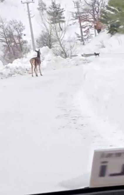 Aç geyik mahalleye indi - Resim : 1