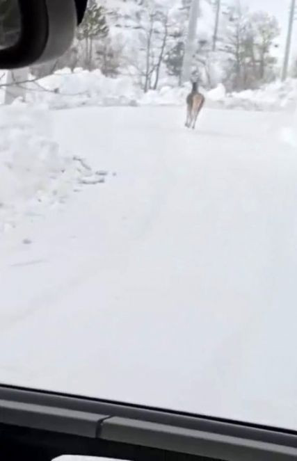 Aç geyik mahalleye indi - Resim : 2