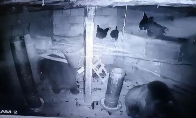 Kümese giren anne ayı ve yavrusu tavukları telef etti - Resim : 2