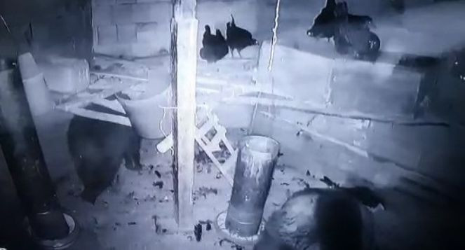Kümese giren anne ayı ve yavrusu tavukları telef etti - Resim : 4