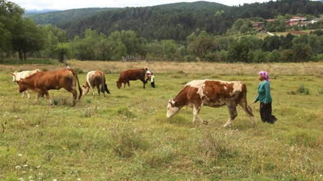 Depremzede çiftçiye ekonomik destek - Resim : 4