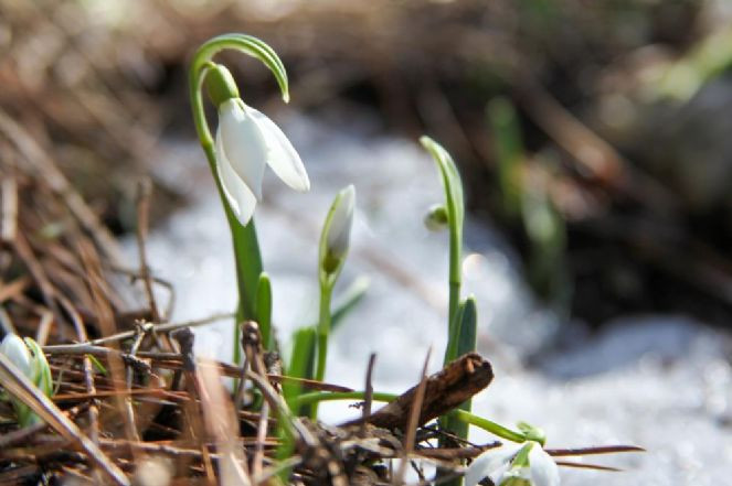 Bu çiçeği koparan 2. el otomobil parası kadar ceza ödeyecek - Resim : 1