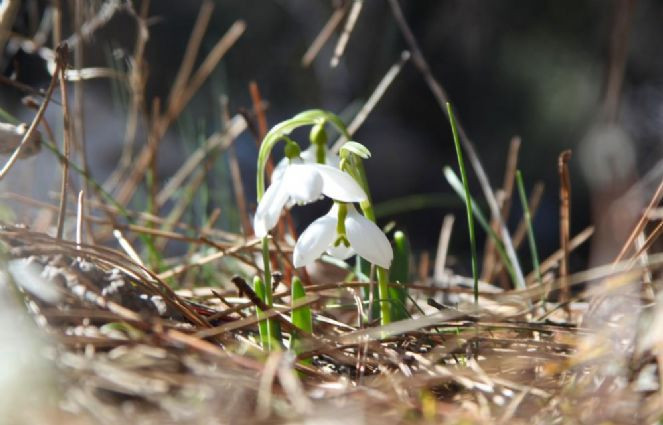 Bu çiçeği koparan 2. el otomobil parası kadar ceza ödeyecek - Resim : 2