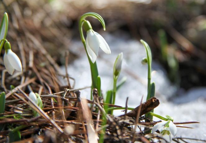 Bu çiçeği koparan 2. el otomobil parası kadar ceza ödeyecek - Resim : 4