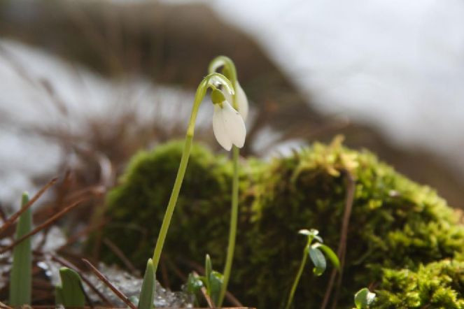Bu çiçeği koparan 2. el otomobil parası kadar ceza ödeyecek - Resim : 5