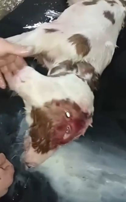 Çift başlı buzağı doğdu - Resim : 1